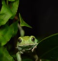 Waxy monkey frog(phyllomedusa sauvagii)