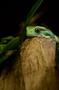 Waxy monkey frog(phyllomedusa sauvagii)