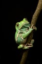 Waxy monkey frog(phyllomedusa sauvagii)