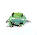 Waxy monkey frog(phyllomedusa sauvagii)