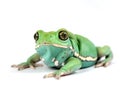 Waxy monkey frog(phyllomedusa sauvagii)