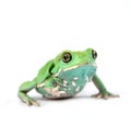 Waxy monkey frog(phyllomedusa sauvagii)