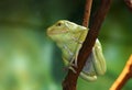 Waxy Monkey Frog Phyllomedusa sauvagii sitting on branch