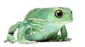 Waxy Monkey Leaf Frog, Phyllomedusa sauvagii Royalty Free Stock Photo