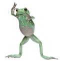 Waxy Monkey Leaf Frog, Phyllomedusa sauvagii Royalty Free Stock Photo