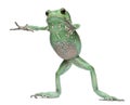 Waxy Monkey Leaf Frog, Phyllomedusa sauvagii Royalty Free Stock Photo