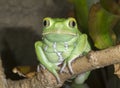 Waxy monkey leaf frog (Phyllomedusa sauvagii) portrait. Royalty Free Stock Photo