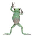 Waxy Monkey Leaf Frog, Phyllomedusa sauvagii