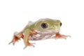 Waxy Monkey Leaf Frog on white background Royalty Free Stock Photo