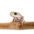 Waxy Monkey Leaf Frog on white background Royalty Free Stock Photo