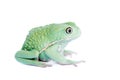 Waxy Monkey Leaf Frog on white background Royalty Free Stock Photo