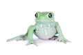 Waxy Monkey Leaf Frog on white background Royalty Free Stock Photo