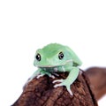 Waxy Monkey Leaf Frog on white background Royalty Free Stock Photo