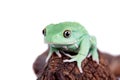 Waxy Monkey Leaf Frog on white background Royalty Free Stock Photo