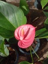 Anthurium Flower ( Pink Champian )