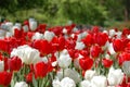 Waxy red and white tulips