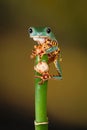 Waxy tree frog