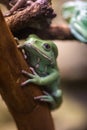 Waxy tree frog sitting