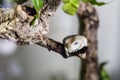 Waxy tree frog