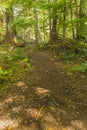 Tongass Forest Path