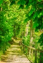 Way along green lush forest on a beautiful sunny day Royalty Free Stock Photo