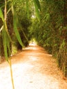 Way of bamboo 7