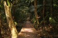 A way through the dense jungle