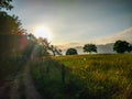 Way through a field full of yellow grass and trees in the morning sunrise, with two pilgrims walking. Camino de Santiago