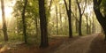 Way through a floodplain forest