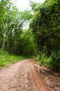 Way in forest