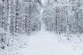 Way through the forest filled with tracks in the snow Royalty Free Stock Photo