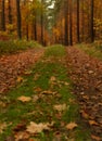 The way into the forest at autumn in germany