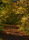 The way into the forest at autumn in germany