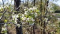 White blossum at a tree Royalty Free Stock Photo