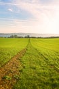 Way through a grass field leading to a lake Royalty Free Stock Photo