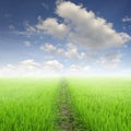 Way in Green rice field and sun sky