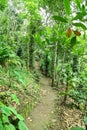 A way through jungle with greenery. Royalty Free Stock Photo