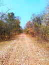 Way through jungle, satpura india Royalty Free Stock Photo