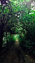 A Way Through The Jungle