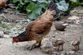 Way of Life Mother hens and little baby chick Royalty Free Stock Photo