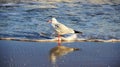 Way Of Life One Seagull On Baltic Seaside. Freedom Of Living Royalty Free Stock Photo