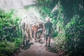 Asian cowboy, walking behind cow herd.