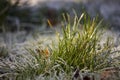 Frosted Blades of Grass