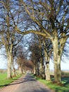 Road and beautiful old trees, Lithuania