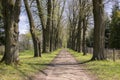 Old historic chestnut alley in Chotebor during spring season, trees in two rows, romantic scene Royalty Free Stock Photo