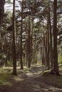 Way through the pine forest