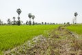 The way in rice farm Royalty Free Stock Photo