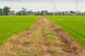 Way in rice field Royalty Free Stock Photo