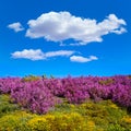 The way of Saint James in Leon pink mountains Royalty Free Stock Photo