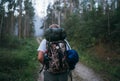 Way of Saint James pilgrim backpacker female going by the path through Eucalyptus forest back view image shoot